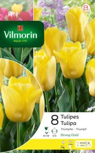 Tulipe Strong Gold (x8)